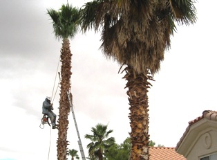 Mesquite NV Tree Trimming