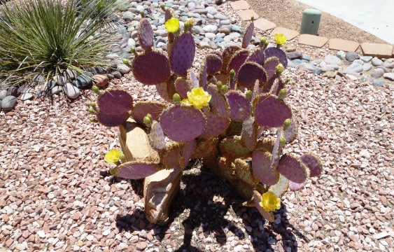 Cactus Bloom in Mesquite NV