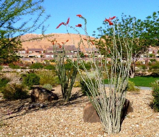 Ocotillo blooms in Sun City Mesquite NV